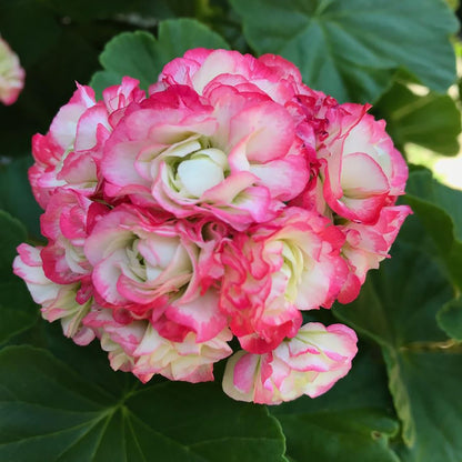 Geranium Apple Blossom Pink & White Seeds for Planting