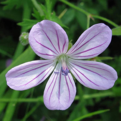 Geranium Asphodeloides Flower seeds for Planting Bright Blooms Heirloom & GMO Free Seeds for Home Garden