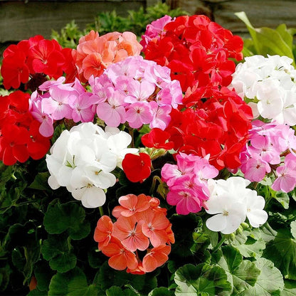 Bicolor Geranium Red White flowers in garden beds