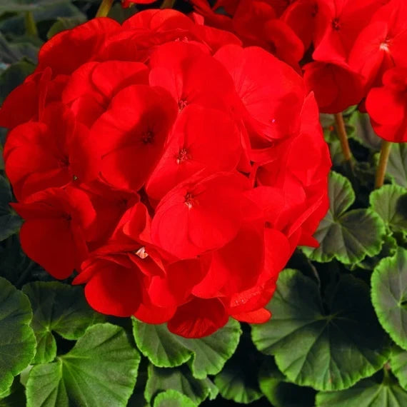 Geranium Flower Seeds: Essential Planting Guide