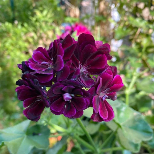 Geranium Burgundy Flower seeds for Planting Premium Quality, Heirloom & GMO Free Seeds for Home Garden vegetable and garden seeds