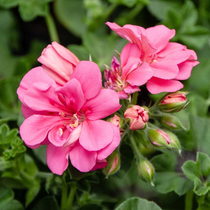 Geranium Flower seeds for Planting Seasonal Bloomer Heirloom & GMO Free Seeds for Home Garden