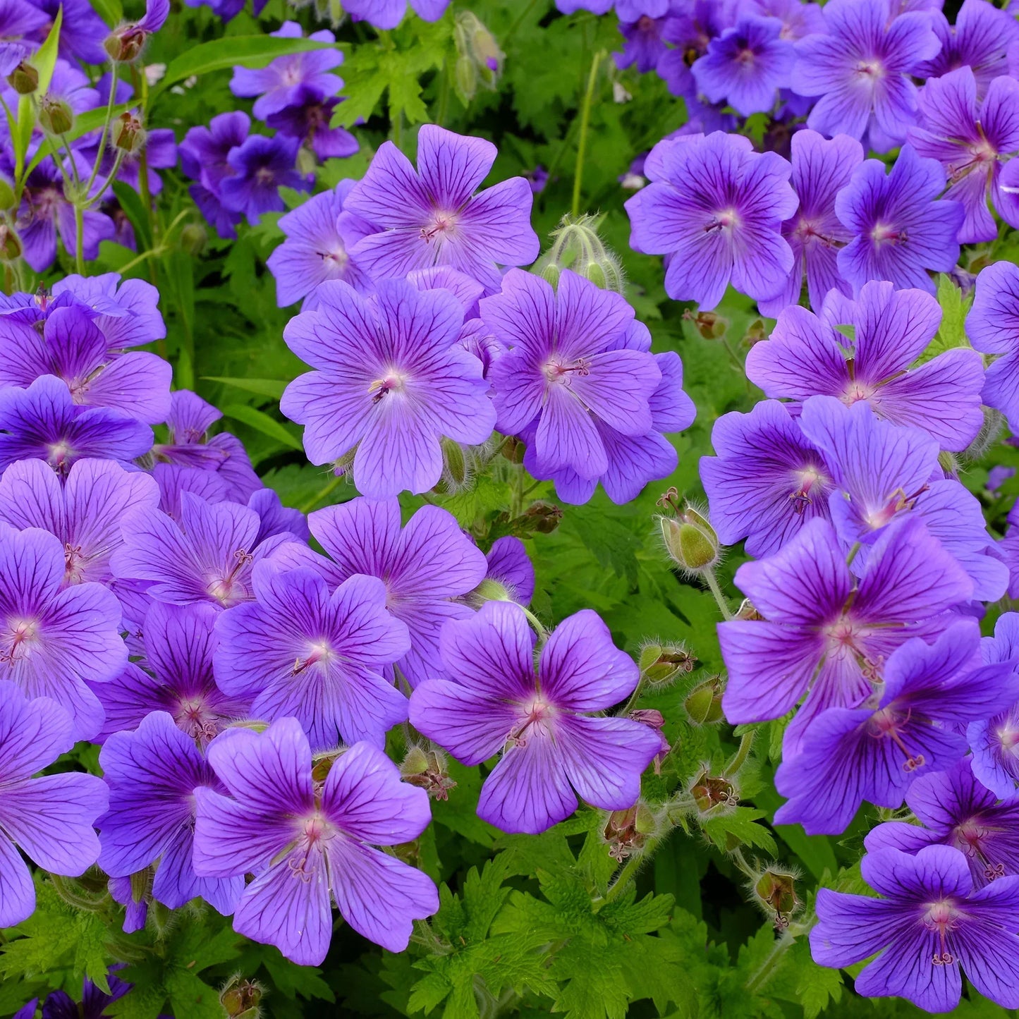 Purple Univalve Geranium Seeds For Charming Planting Plant Seeds