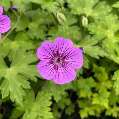 Geraniaceae Flower seeds for Planting Vibrant Colors Heirloom & GMO Free Seeds for Home Garden