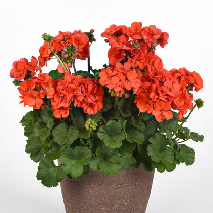 Close-up of bright Orange Geranium flowers