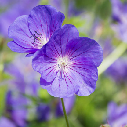 Geranium Pelargonium Peltatum Seeds for Planting