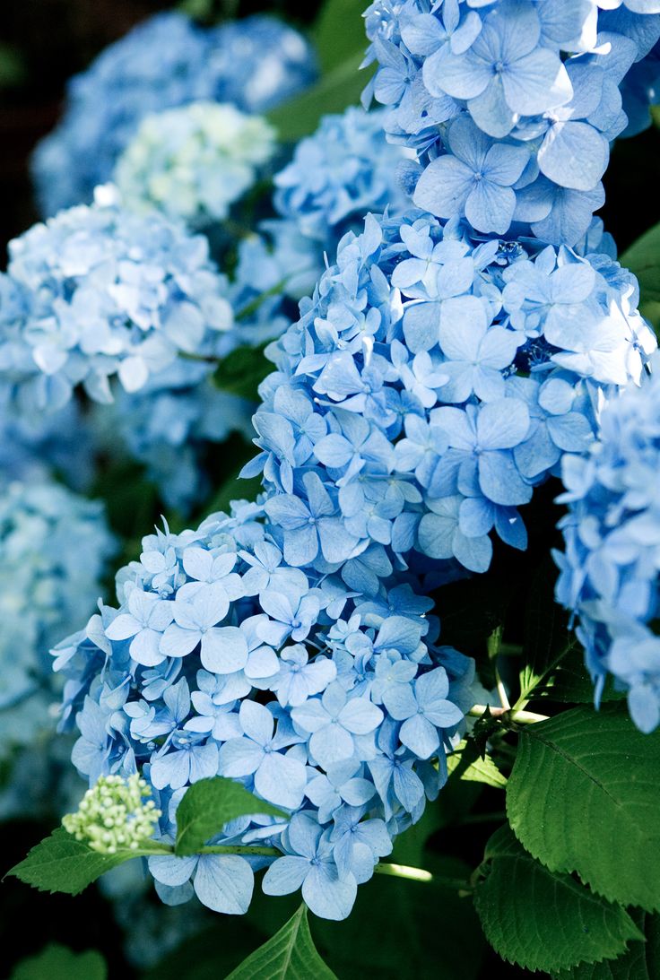 How to Grow Sky Blue Geranium Flowers