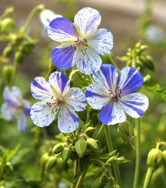 Violet & White Geraniums Flower seeds for Planting Bright Blooms, Heirloom & GMO Free Seeds for Home Garden vegetable and garden seeds