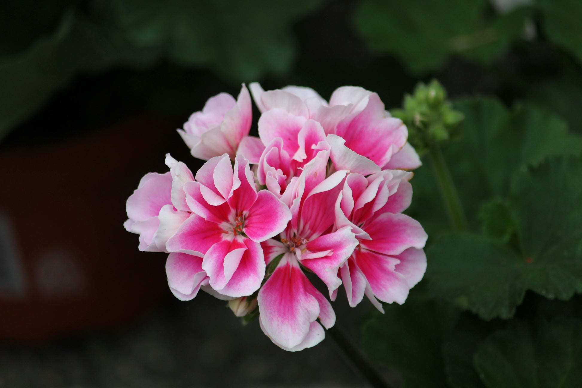 Geranium seeds for planting vibrant pink and white flowers