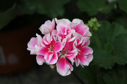 Geranium seeds for planting vibrant pink and white flowers