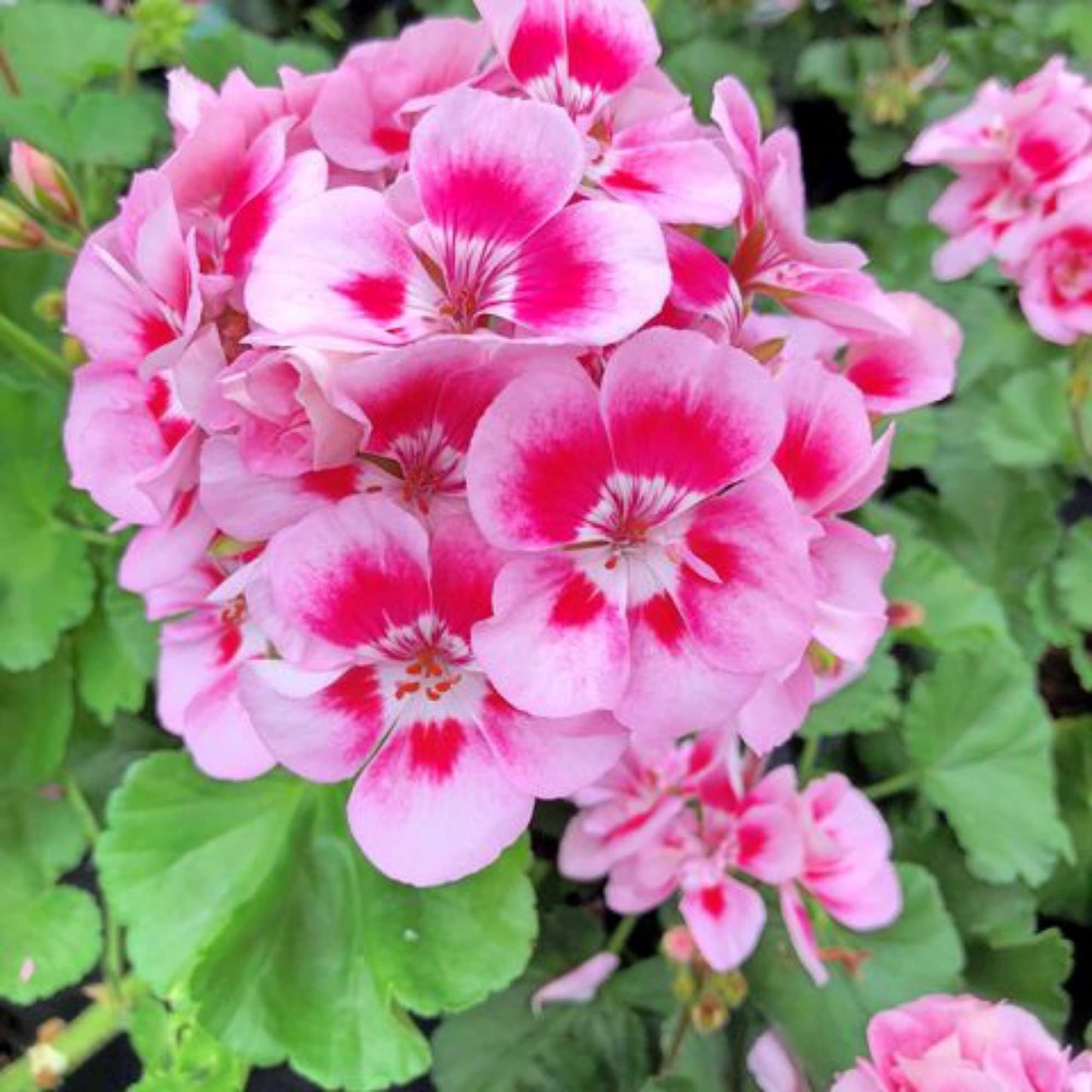 Geranium Seeds for Planting White and Pink Flowers