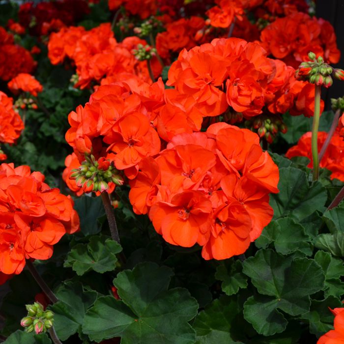 Geraniums Orange Flower seeds for Planting Colorful Display, Heirloom & GMO Free Seeds for Home Garden seeds for planting