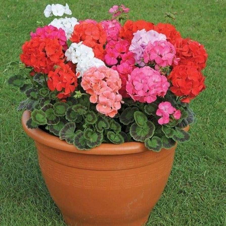 Geranium Flower seeds for Planting Drought Tolerant, Heirloom & GMO Free Seeds for Home Garden vegetable and garden seeds