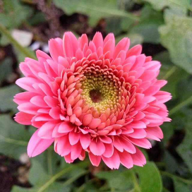 Gerbera Flower seeds for Planting Premium Quality, Heirloom & GMO Free Seeds for Home Garden seeds for planting