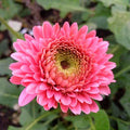 Gerbera Flower seeds for Planting Premium Quality, Heirloom & GMO Free Seeds for Home Garden seeds for planting
