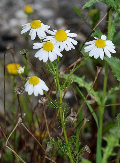 German Chamomile seeds Matricaria recutita