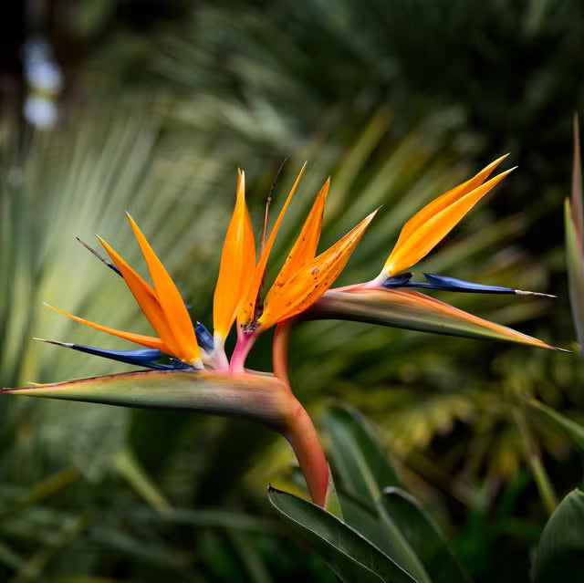 Bird of Paradise Flower seeds for Planting Cottage Garden Essential Heirloom & GMO Free Seeds for Home Garden