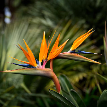 Bird of Paradise Flower seeds for Planting Cottage Garden Essential Heirloom & GMO Free Seeds for Home Garden