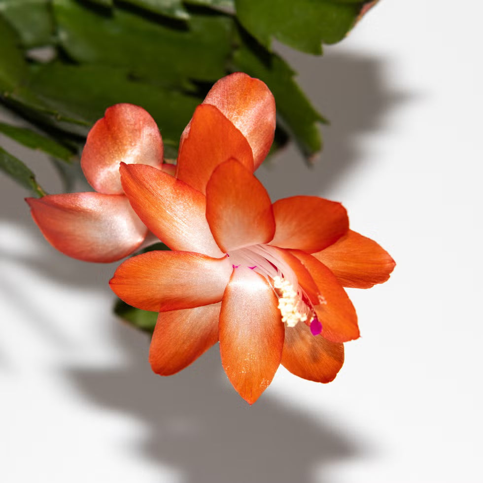 Premium Orange Schlumbergera Flower seeds for Planting Colorful Display, Heirloom & GMO Free Seeds for Home Garden seeds