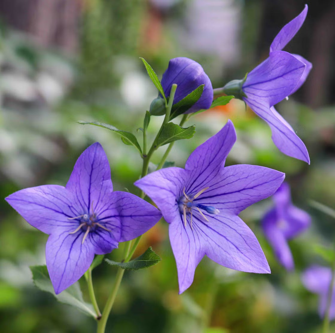 Purple Landscape Autumn Flower seeds for Planting Drought Tolerant, Heirloom & GMO Free Seeds for Home Garden vegetable and garden seeds