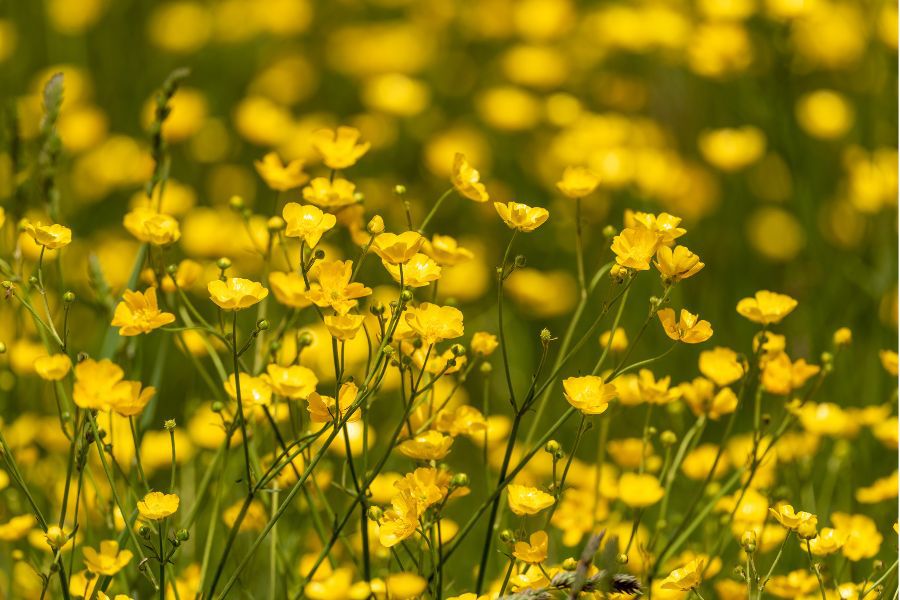 Meadow Buttercup Flower seeds for Planting Long Bloom Season Heirloom & GMO Free Seeds for Home Garden