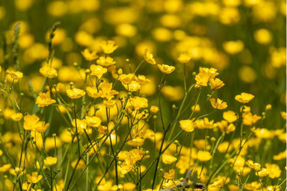 Meadow Buttercup Flower seeds for Planting Long Bloom Season Heirloom & GMO Free Seeds for Home Garden