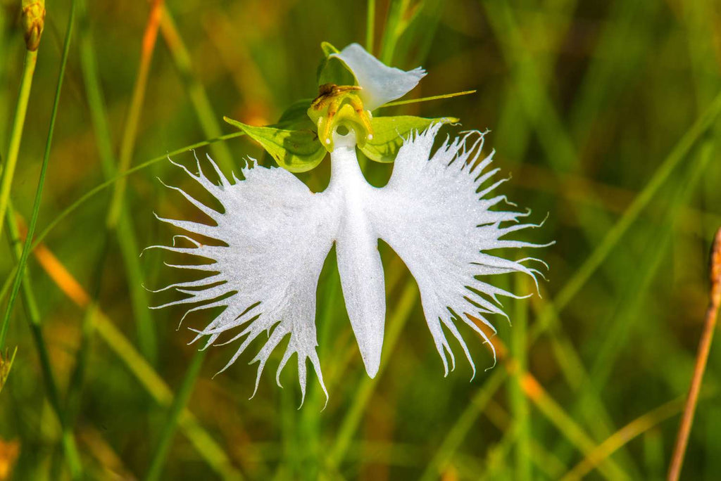 High quality White Egret Orchid Flower seeds for Planting Garden Favorite, Heirloom & GMO Free Seeds for Home Garden seeds pack