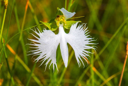 Egret Flower seeds for Planting Cut Flower Favorite Heirloom & GMO Free Seeds for Home Garden