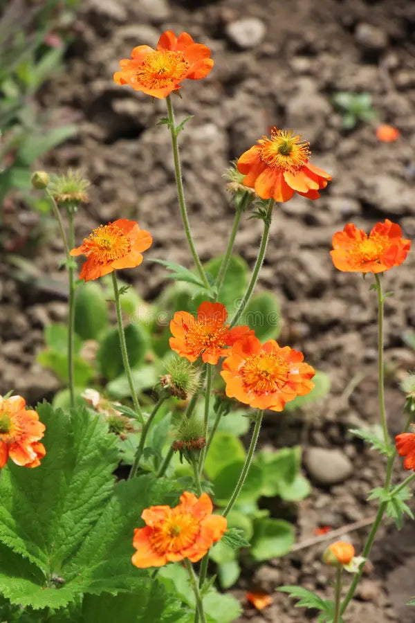 Geum Chiloense Flower seeds for Planting Fragrant Blossoms Heirloom & GMO Free Seeds for Home Garden