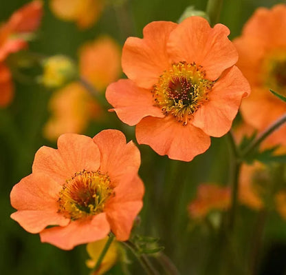 Geum Flower seeds for Planting Fragrant Blossoms Heirloom & GMO Free Seeds for Home Garden