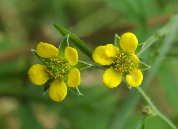 Urbanum Flower seeds for Planting Cut Flower Favorite Heirloom & GMO Free Seeds for Home Garden
