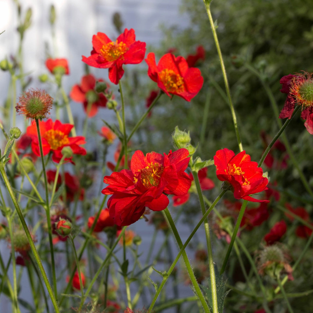 Geum Rossii Flower seeds for Planting Premium Quality, Heirloom & GMO Free Seeds for Home Garden seeds for planting