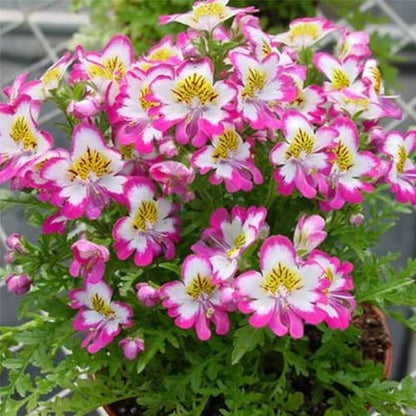 Heirloom Schizanthus Flower seeds for Planting Shade Tolerant Heirloom & GMO Free Seeds for Home Garden