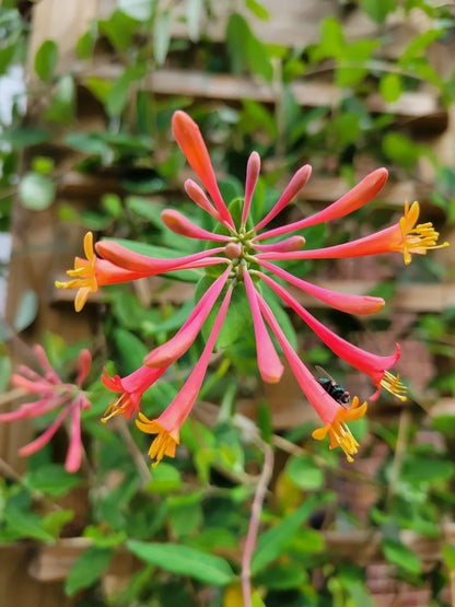 Honeysuckle Flower seeds for Planting - Long Bloom Season, Heirloom & GMO Free Seeds for Home Garden