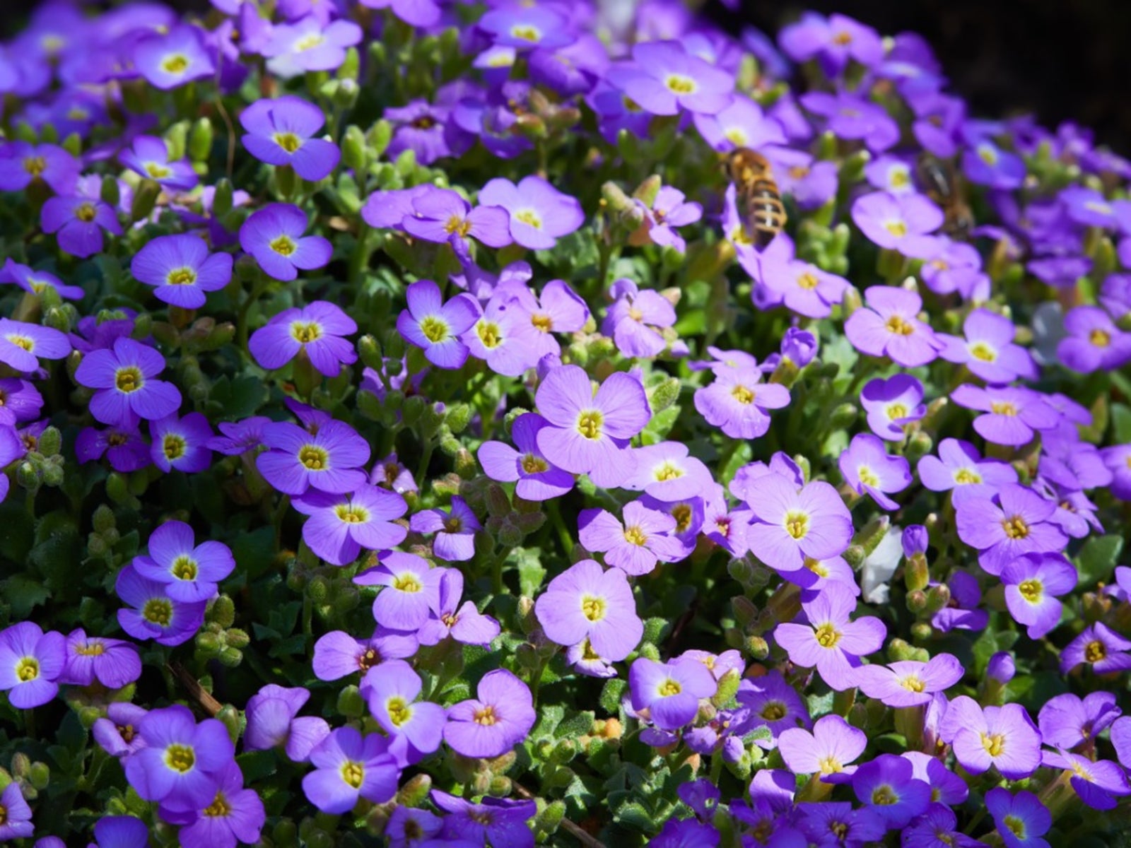Premium Cress Perennial Flower seeds for Planting Easy to Grow, Heirloom & GMO Free Seeds for Home Garden seeds