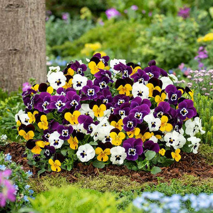 Pansy Flower seeds for Planting, Garden Favorite Heirloom & GMO Free Seeds for Home Garden