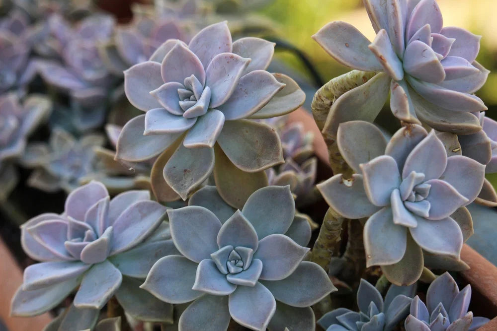 Succulent Flower seeds for Planting Sun Loving Heirloom & GMO Free Seeds for Home Garden
