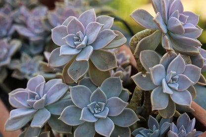 Succulent Flower seeds for Planting Sun Loving Heirloom & GMO Free Seeds for Home Garden