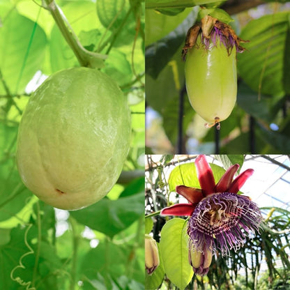 Giant Granadilla (Passiflora Quadrangularis) Red Passion Flower Vine Seeds - Yellow Fruit