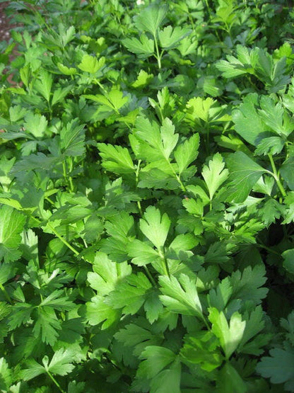 Giant Italian Flat Leaf Parsley seeds