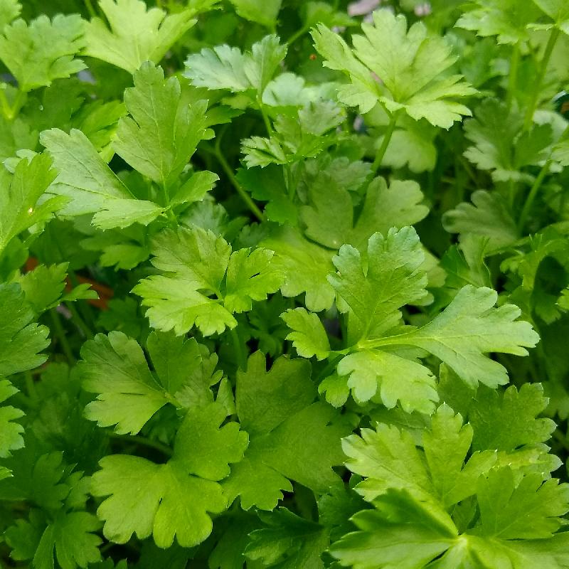 Giant of Italy Parsley growing in containers