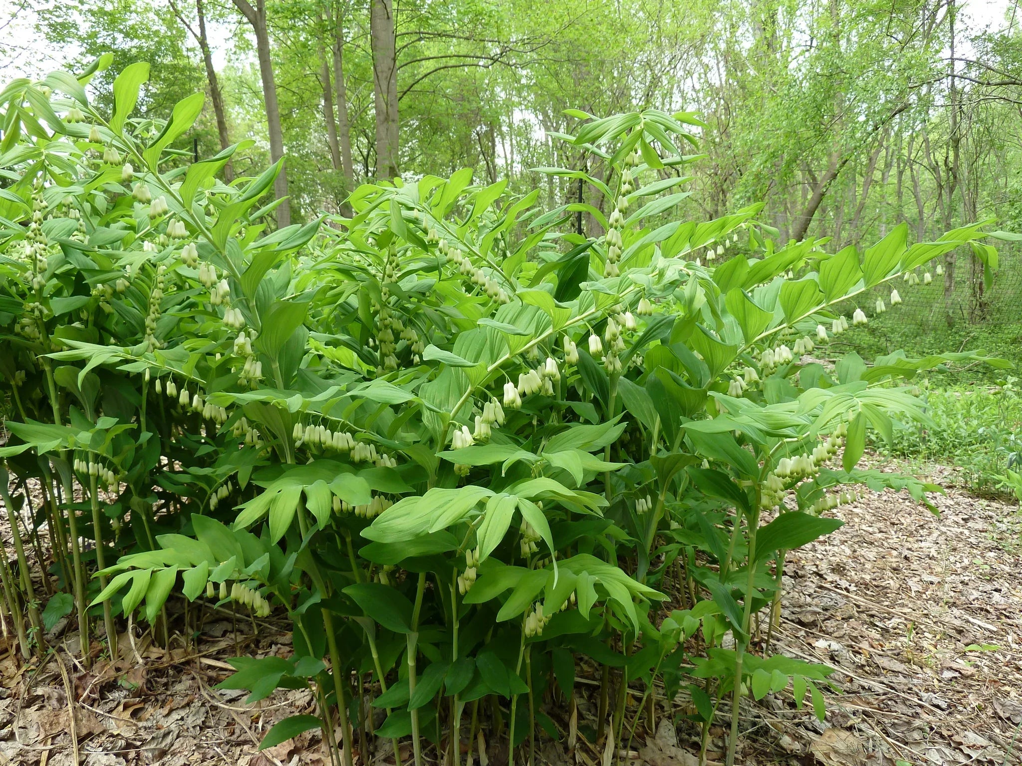 White Solomons Flower seeds for Planting Cottage Garden Essential, Heirloom & GMO Free Seeds for Home Garden vegetable and garden seeds