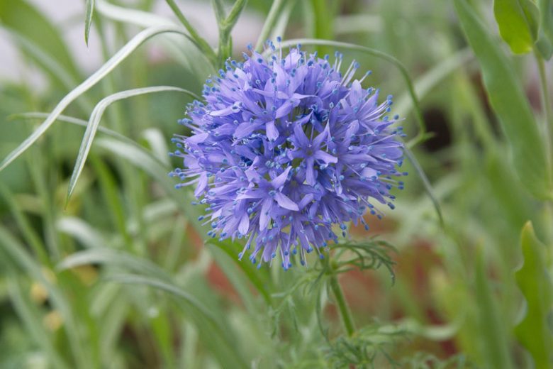 Globe Gilia Flower seeds for Planting Hardy Variety Heirloom & GMO Free Seeds for Home Garden