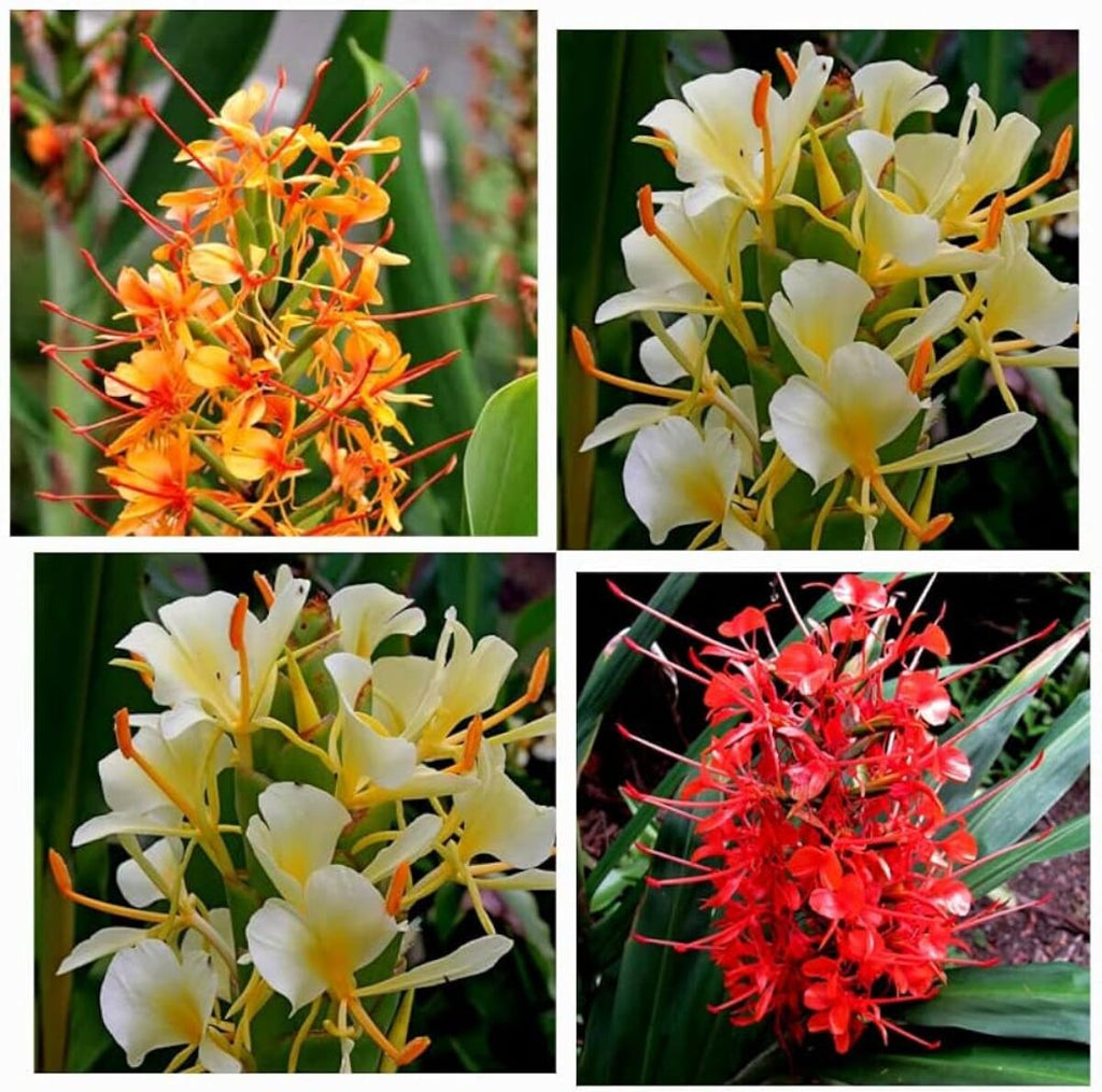 High quality Yellow Fragrant Flower seeds for Planting Long Bloom Season, Heirloom & GMO Free Seeds for Home Garden seeds pack
