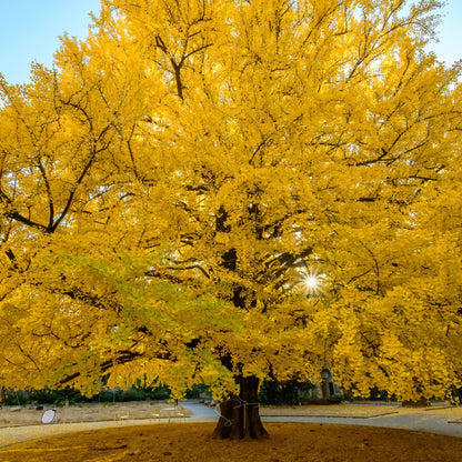 Ginkgo Seeds for Planting Ancient Trees - Evergrowseeds