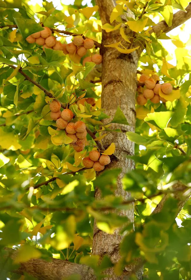 High quality Ginkgo Fruit seeds for Planting Sun Loving, Heirloom & GMO Free Seeds for Home Garden seeds pack