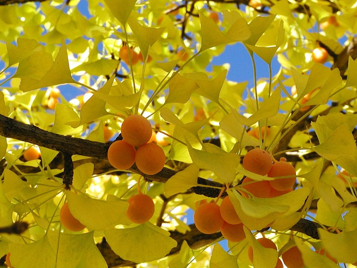 Ginkgo Biloba Tree Growing in Garden, Healthy Tree with Vibrant Green Leaves