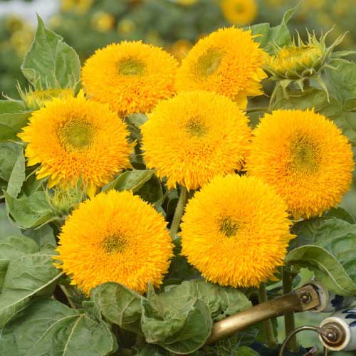 Yellow Bear SunFlower seeds for Planting Fragrant Blossoms, Heirloom & GMO Free Seeds for Home Garden vegetable and garden seeds