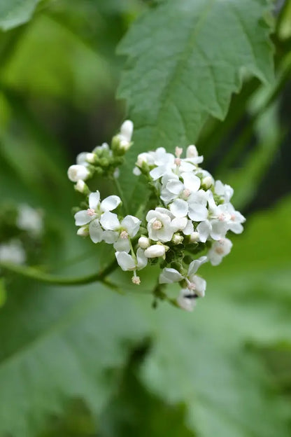 Glade Mallow Flower seeds for Planting Long Bloom Season Heirloom & GMO Free Seeds for Home Garden