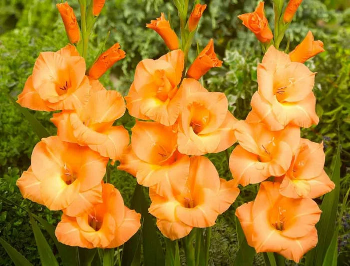 Pink Gladiolus Hybridus Flower seeds for Planting Hardy Variety, Heirloom & GMO Free Seeds for Home Garden vegetable and garden seeds